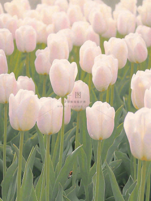 春天粉色郁金香花海绿叶温馨阳光,春分摄影图 春天粉色郁金香花海绿叶温馨阳光,春分摄影图