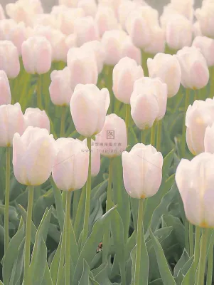 春天粉色郁金香花海绿叶温馨阳光,春分摄影图 春天粉色郁金香花海绿叶温馨阳光,春分摄影图