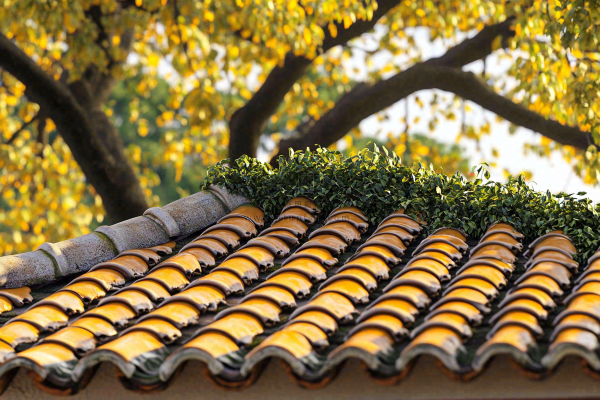 秋天屋檐瓦砾黄了的树木摄影图