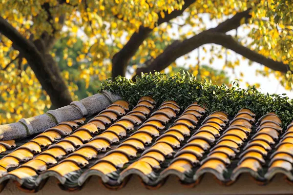 秋天屋檐瓦砾黄了的树木摄影图