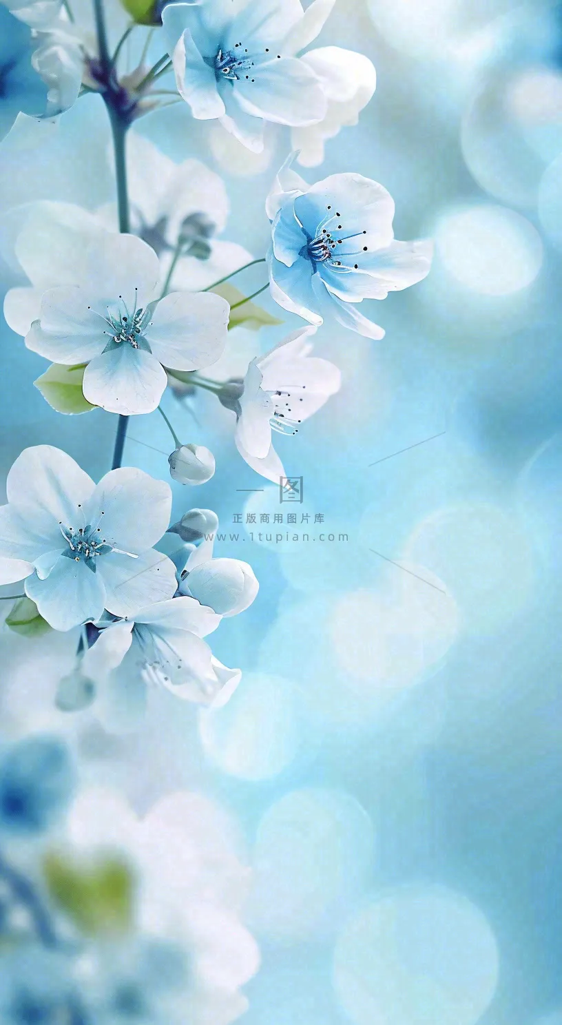 唯美清新白色鲜花,文艺新鲜浪漫情人节摄影图