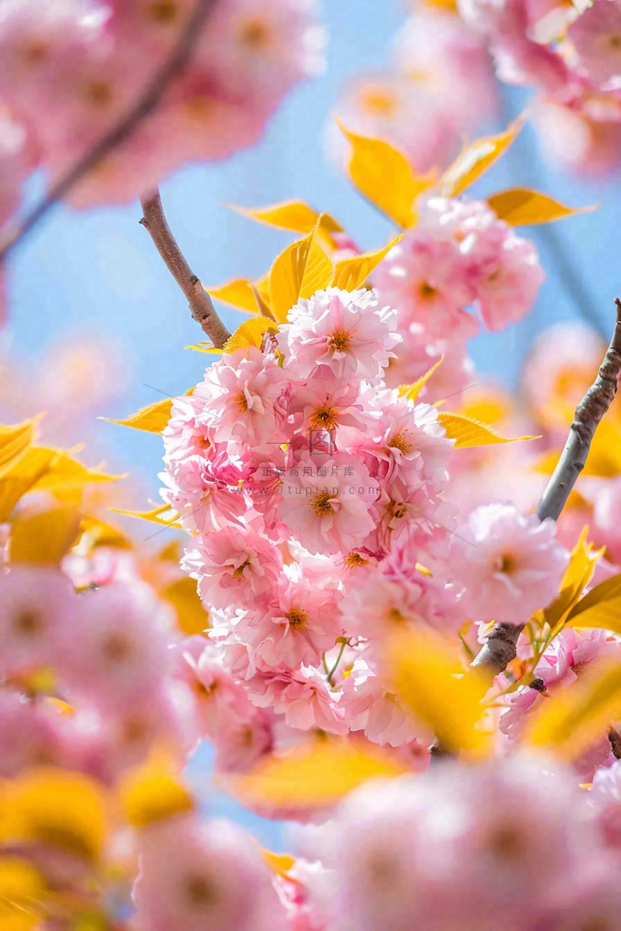 春天蓝天清新粉红桃花花朵树枝嫩叶，立春摄影图