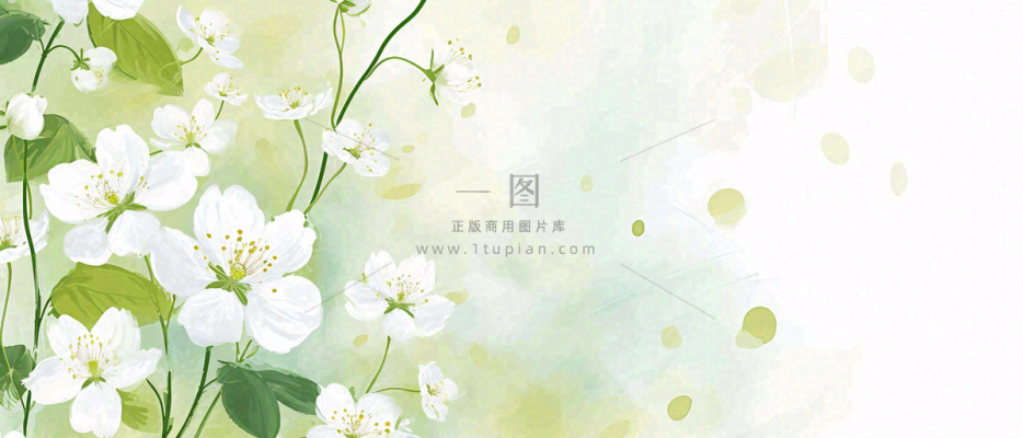 清新白色小花野花野草春天萌芽手绘，春分