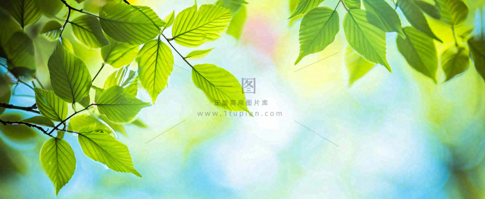 春天阳光绿叶嫩芽清新,立春春分摄影图 春天阳光绿叶嫩芽清新,立春春分摄影图