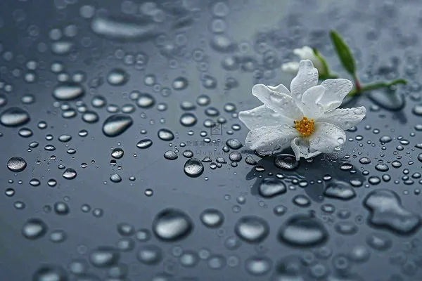 雨天掉落的白色花朵雨水谷雨寒露摄影图