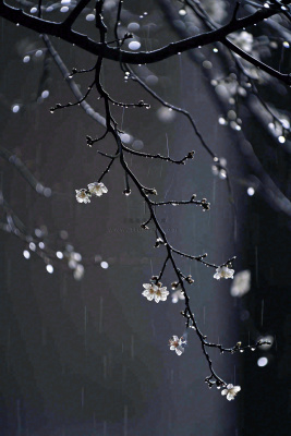 冬天雪花枝叶植物简约意境，冬季小雪大雪冬至摄影图