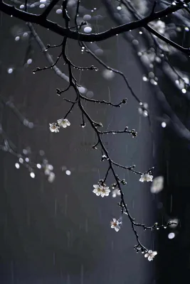 冬天雪花枝叶植物简约意境，冬季小雪大雪冬至摄影图