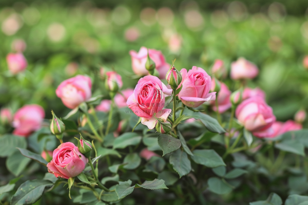 玫瑰花鲜花花朵摄影图