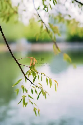 春天树枝抽新芽绿意立春春分摄影图