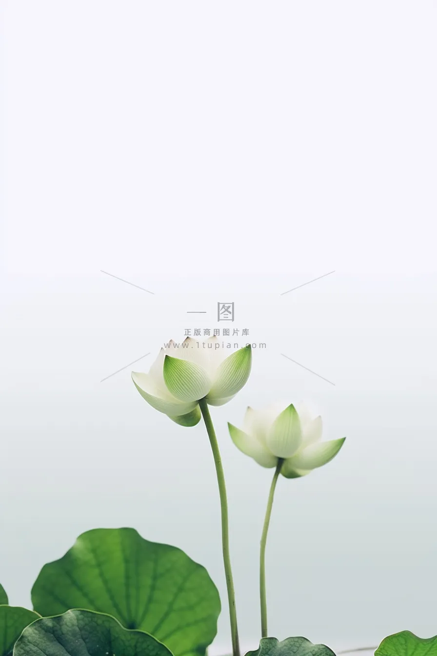 简约清新白荷花绿色节气海报背景