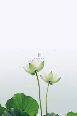 简约清新白荷花绿色节气海报背景 简约清新白荷花绿色节气海报背景