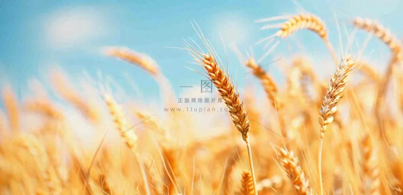 秋天成熟小麦地金黄小麦穗粮食芒种摄影图