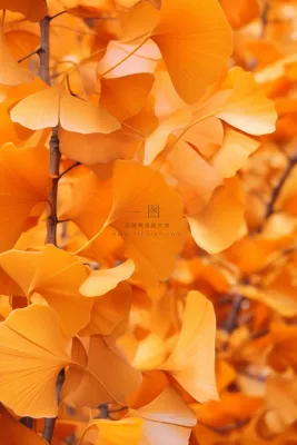 简约风摄影秋叶金黄色背景