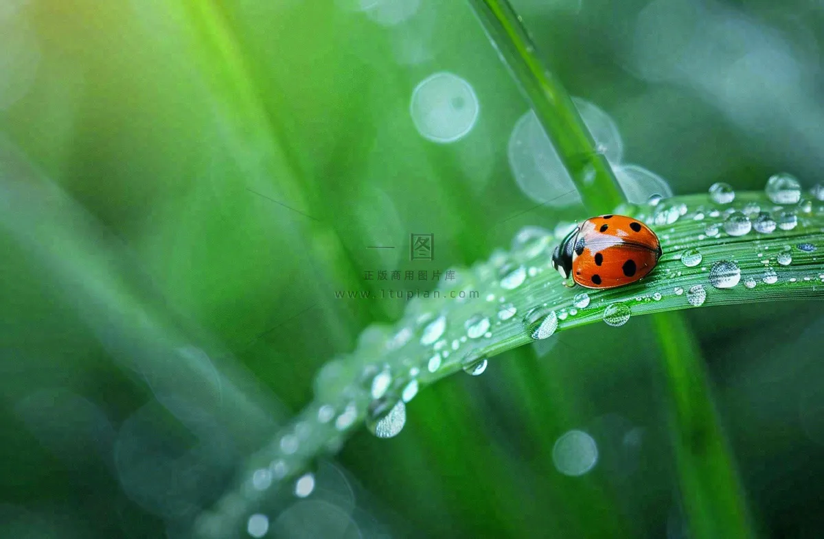 春天绿叶上的昆虫瓢虫露珠 雨水谷雨寒露摄影图