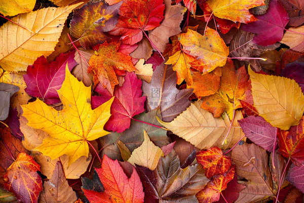 秋天金红落叶铺满地面立秋秋分摄影图 秋天金红落叶铺满地面立秋秋分摄影图