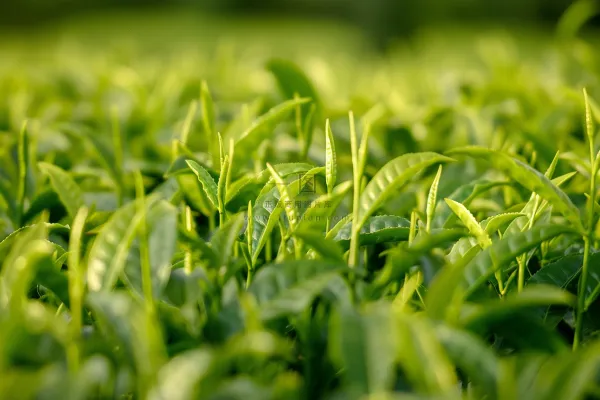 茶叶茶树抽新芽摄影图