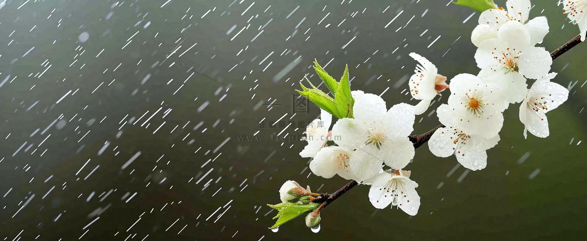 春天下雨花朵谷雨，惊蛰，雨水摄影图