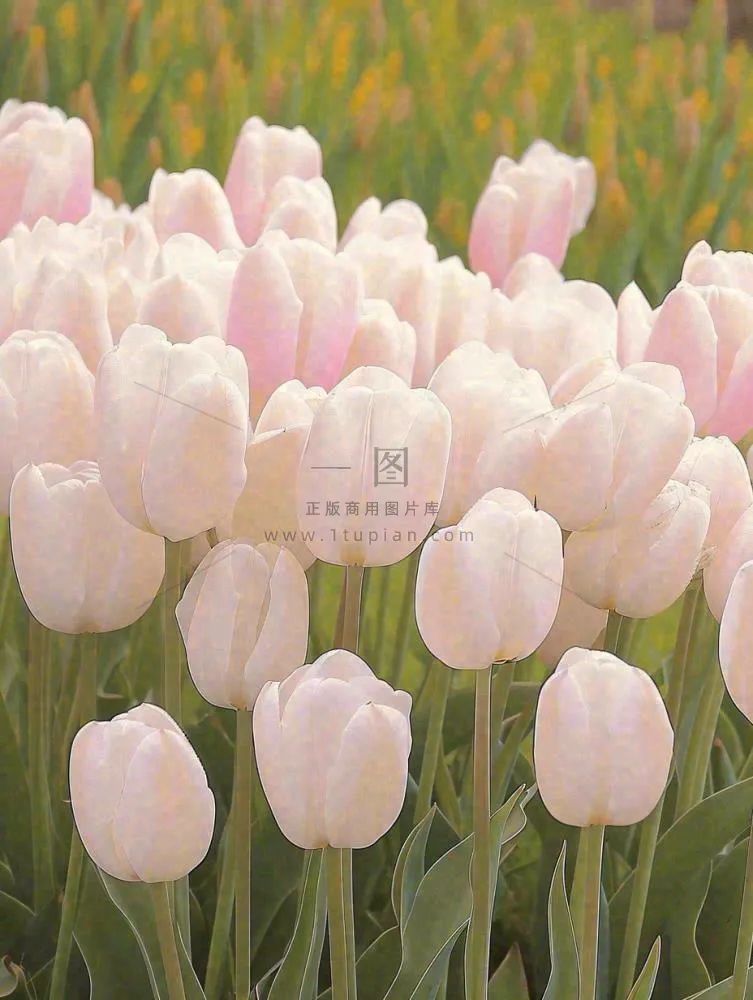 春天粉色郁金香花海绿叶温馨阳光，春分摄影图