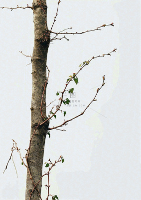 简约白底户外枝叶树枝,极简中国风,立冬摄影图 简约白底户外枝叶树枝,极简中国风,立冬摄影图