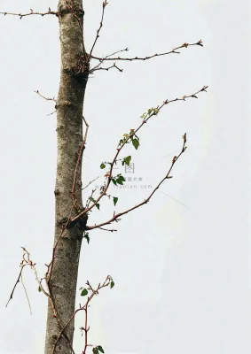 简约白底户外枝叶树枝,极简中国风,立冬摄影图 简约白底户外枝叶树枝,极简中国风,立冬摄影图