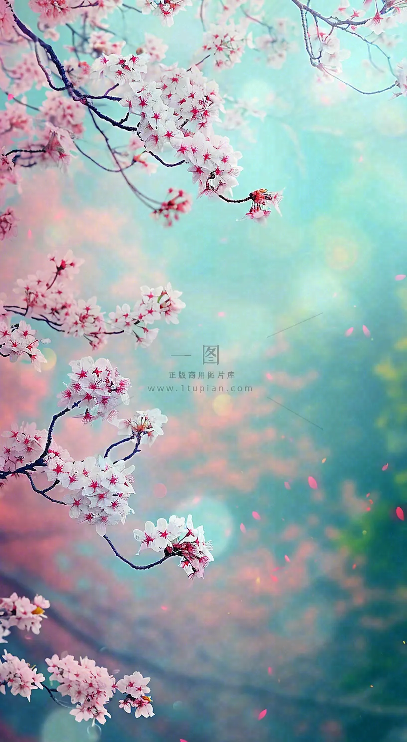 春天浪漫花朵白色樱花，立春春分惊蛰摄影图