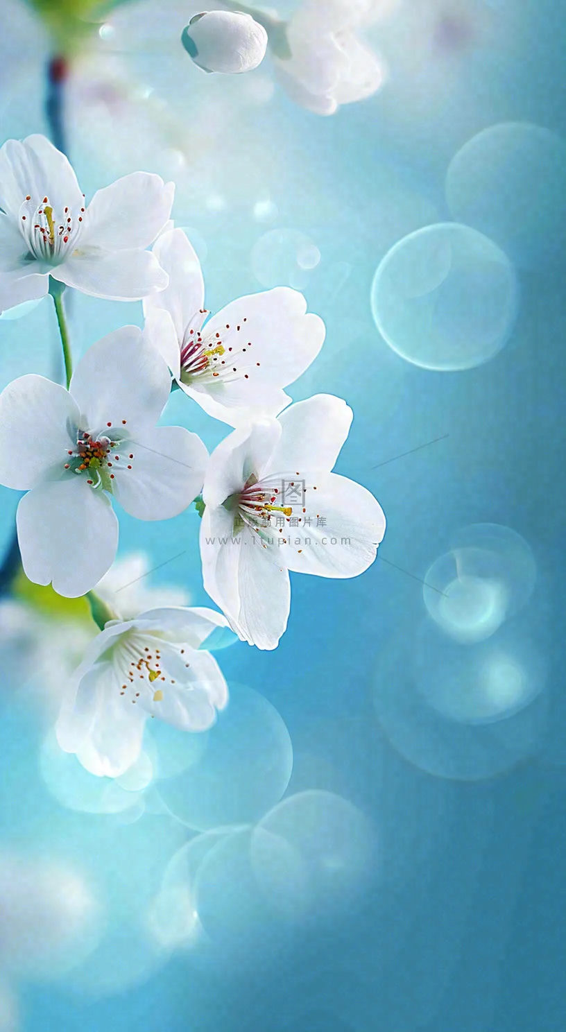 春天清新白色鲜花树枝，文艺新鲜浪漫摄影图