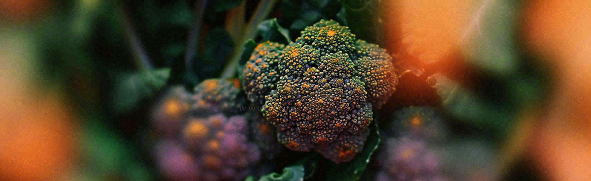 蔬菜西兰花西红柿番茄摄影摄影图