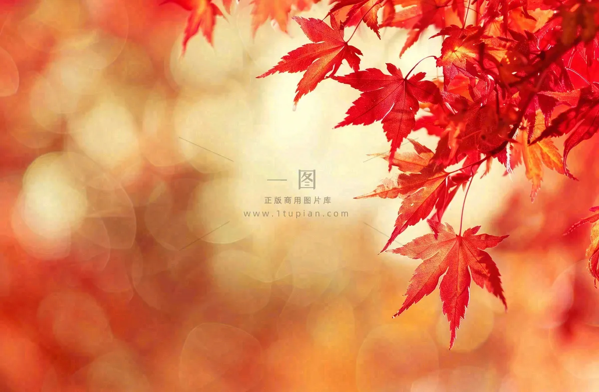 秋天红了的枫叶唯美画面光圈立秋秋分摄影图