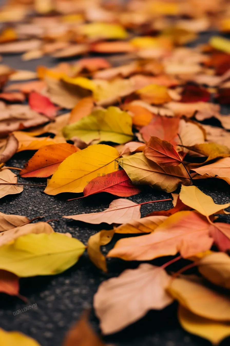 秋天黄色红色的树叶掉落在道路上摄影图