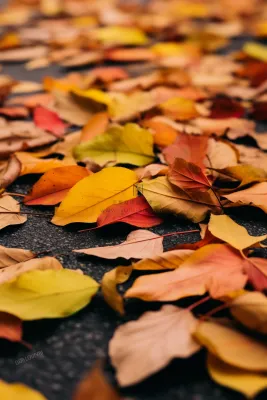 秋天黄色红色的树叶掉落在道路上摄影图