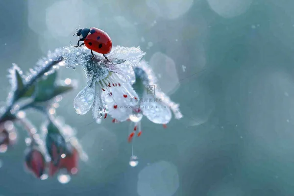 下雨天白色花朵上的七星瓢虫昆虫春天雨水谷雨摄影图