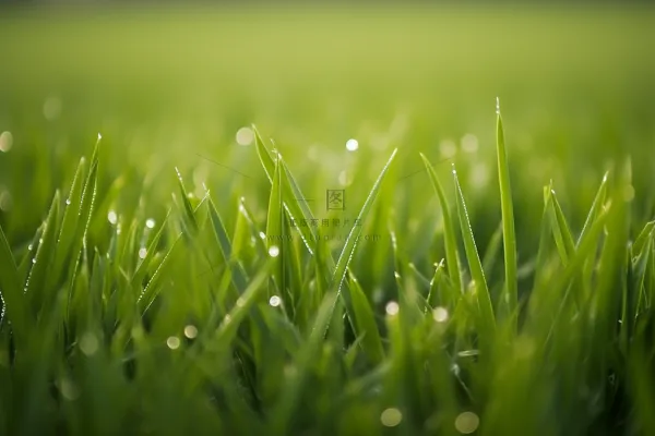 春天阳光下的草丛嫩叶新芽摄影图