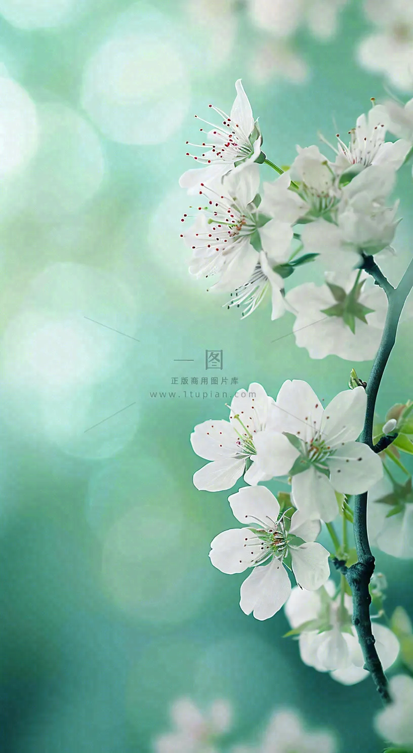 春天清新白色樱花浪漫花瓣枝叶，立春摄影图