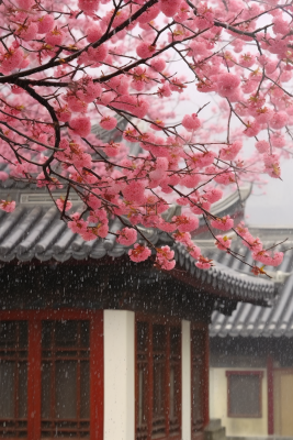 粉梅花春天桃花樱花树枝抽新芽摄影图