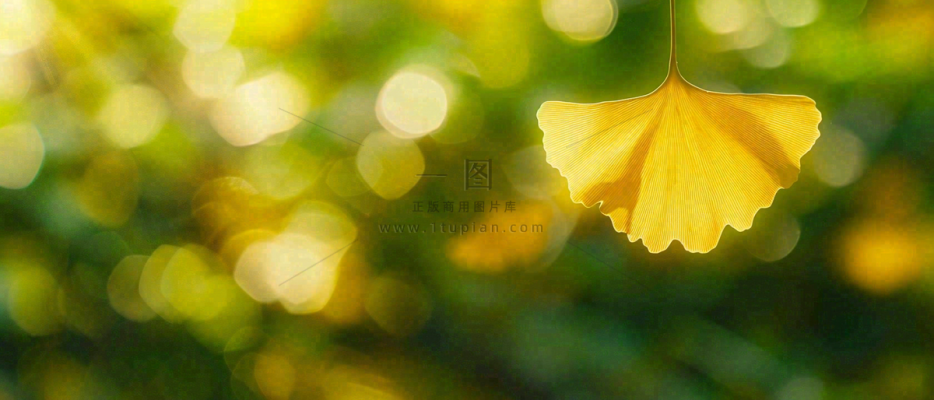 秋天美景银杏叶阳光唯美立秋摄影图 秋天美景银杏叶阳光唯美立秋摄影图