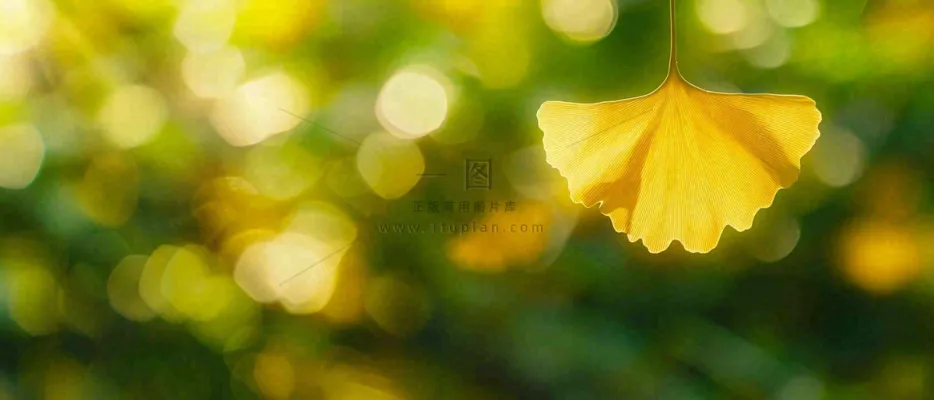 秋天美景银杏叶阳光唯美立秋摄影图 秋天美景银杏叶阳光唯美立秋摄影图