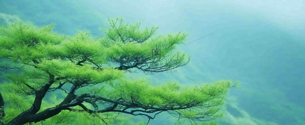 悬崖高山意境云层绿树树木特写