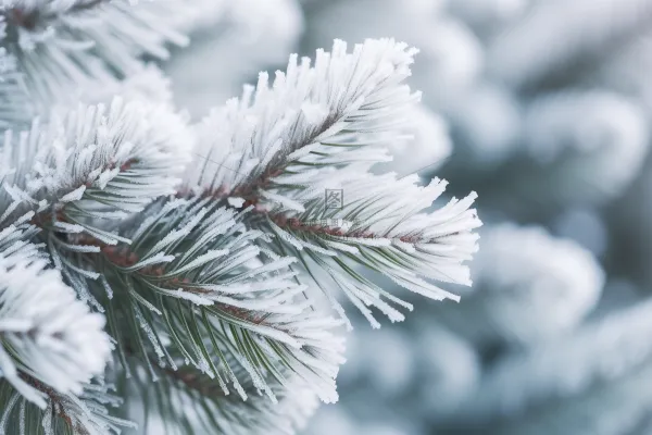 松树上挂满了白霜雾凇摄影图