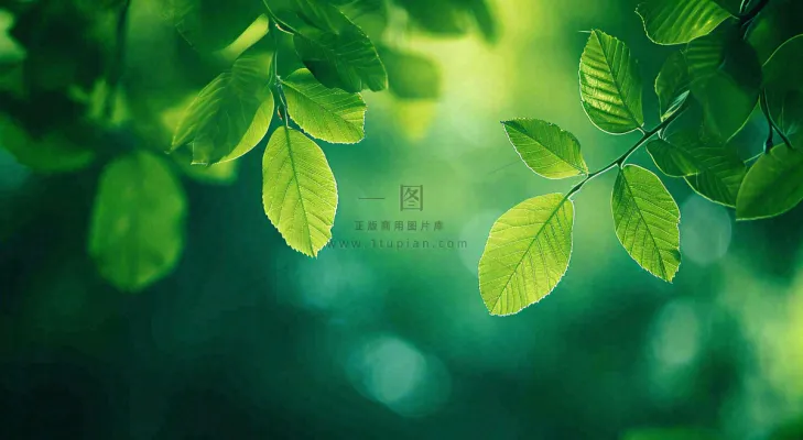 绿色树叶意境模糊光照叶子，春天夏日，春分立夏摄影图