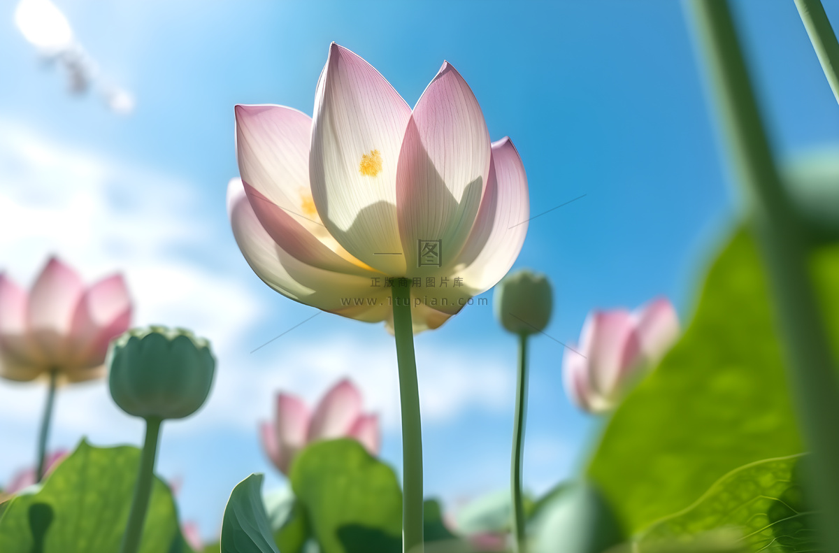 绿叶蓝天莲花，佳能 eos 5d mark iv 风格，超高清图像，蓝绿色和粉红色，中国朋克，超现实主义摄影图
