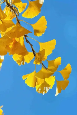 秋天黄色银杏叶树蓝色背景立秋处暑摄影图 秋天黄色银杏叶树蓝色背景立秋处暑摄影图