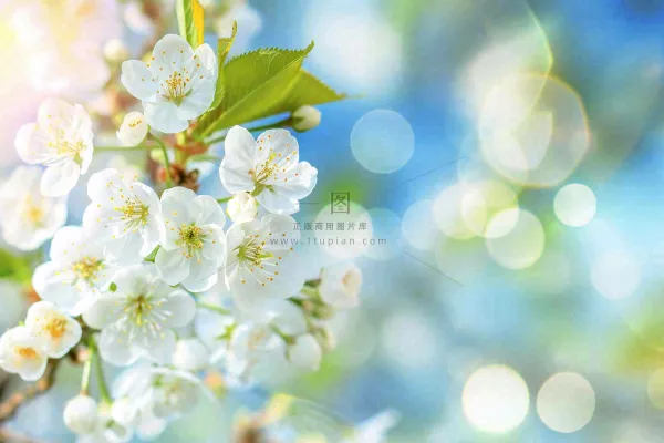 立春白花梨花花朵春意蓝天背景春分惊蛰摄影图 立春白花梨花花朵春意蓝天背景春分惊蛰摄影图