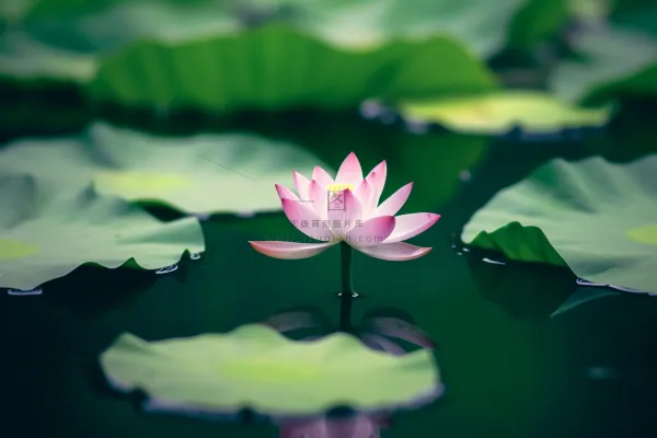 绿色清爽荷花节气背景