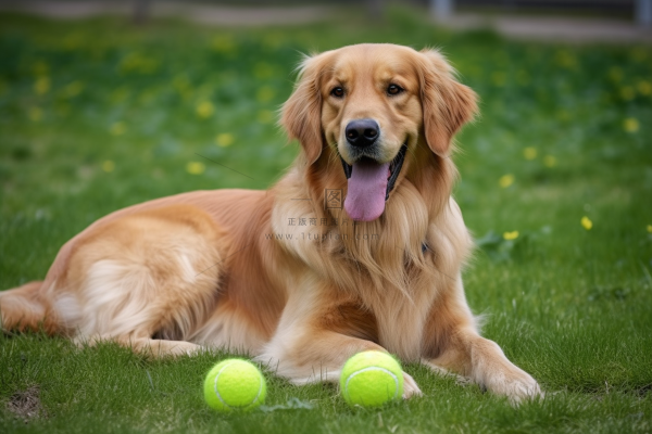 金毛宠物狗在草坪玩球开心摄影图