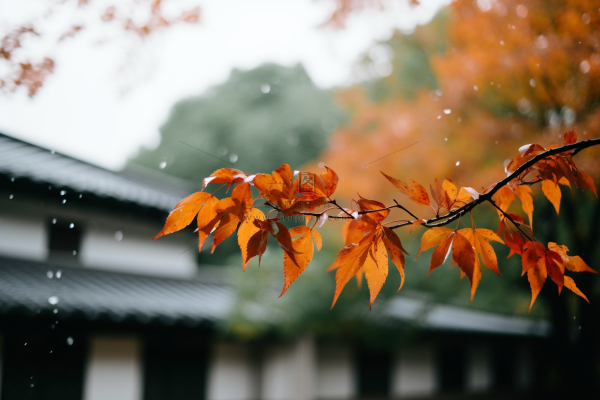 秋天枫叶树枝园林秋意浓雨滴摄影图