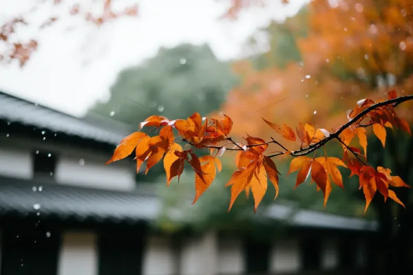 秋天枫叶树枝园林秋意浓雨滴摄影图