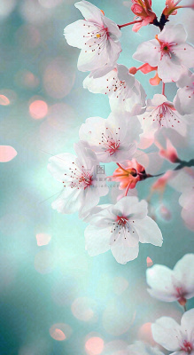 春天枝条上开满花朵，春分摄影图