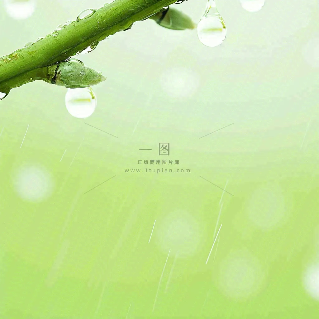 清新绿色春天绿芽叶子雨水露珠，春分谷雨摄影图