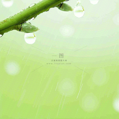 清新绿色春天绿芽叶子雨水露珠,春分谷雨摄影图 清新绿色春天绿芽叶子雨水露珠,春分谷雨摄影图