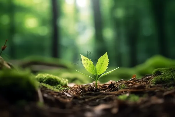 春天破土出的嫩芽摄影图